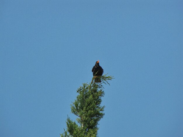 Photo low angle view of a bird on tree