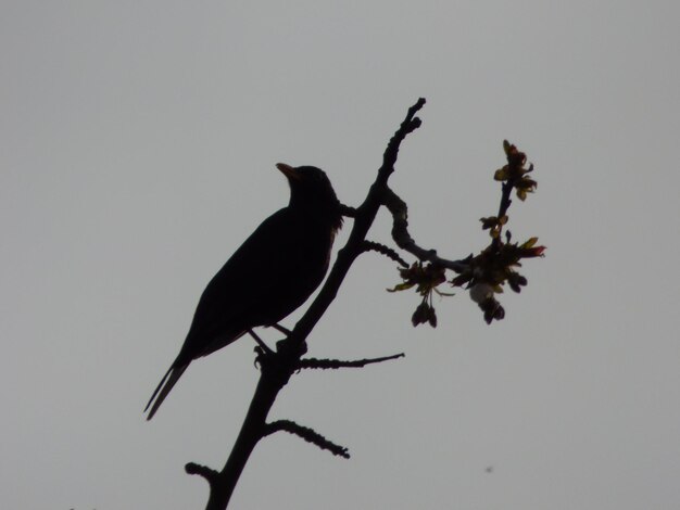 Photo low angle view of bird on twig