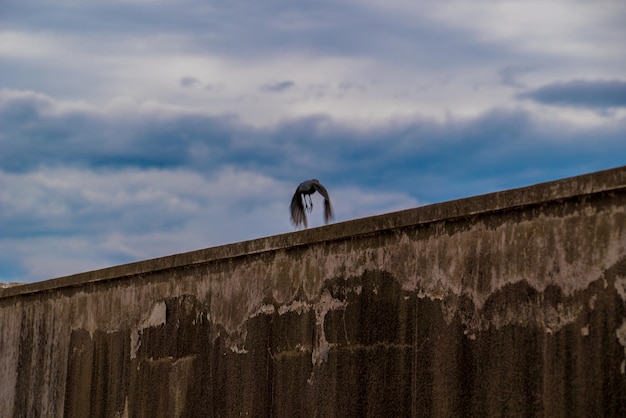 Photo low angle view of bird on wall against sky