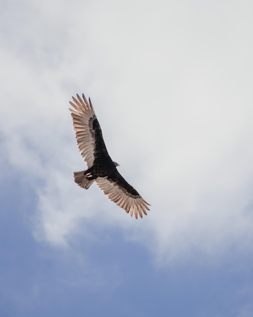 空を飛ぶ翼を広げた鳥の低角度の景色