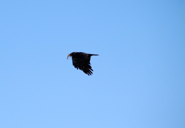 澄んだ青い空に照らして飛ぶ枝を持つ鳥の低角度の景色