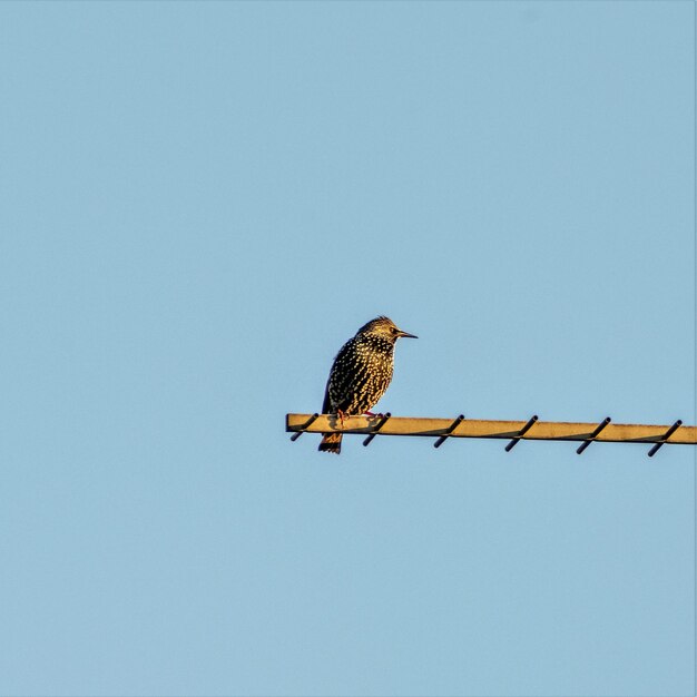 Low angle view of a bird