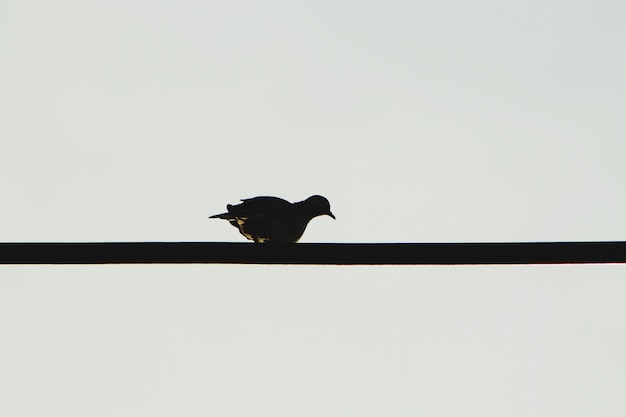 Photo low angle view of bird