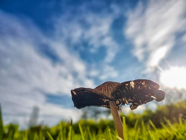 Low angle view of a bird