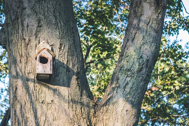 Photo low angle view of birdhouse on tree trunk