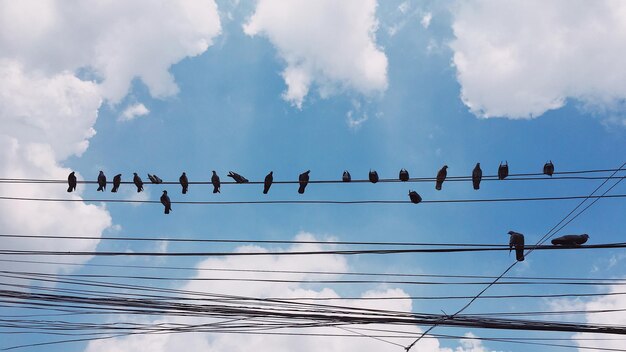 Low angle view of birds on cable against sky