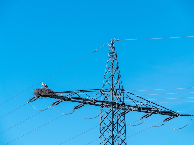Low angle view of birds on electricity pylon against blue sky