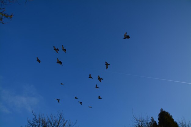 Low angle view of birds flying against blue sky