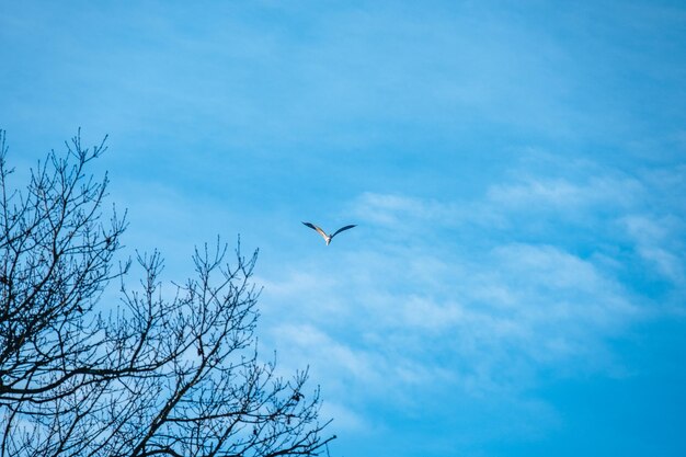 Low angle view of birds flying against blue sky