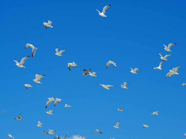 Foto vista ad angolo basso di uccelli che volano contro il cielo blu