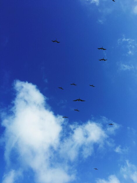 Low angle view of birds flying against blue sky