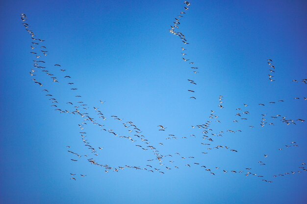 Low angle view of birds flying against blue sky