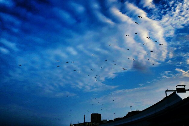 Low angle view of birds flying against blue sky