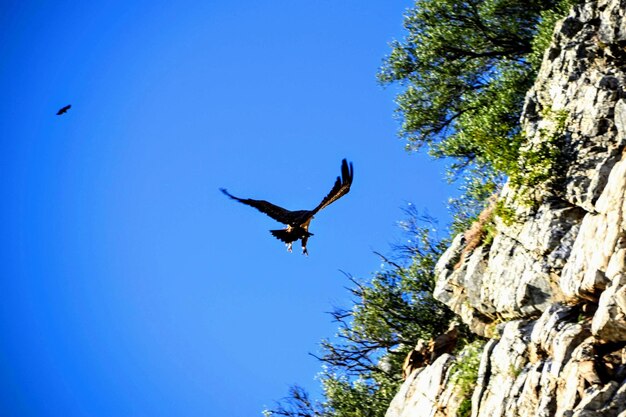 Low angle view of birds flying against blue sky