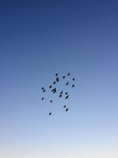 Photo low angle view of birds flying against clear blue sky