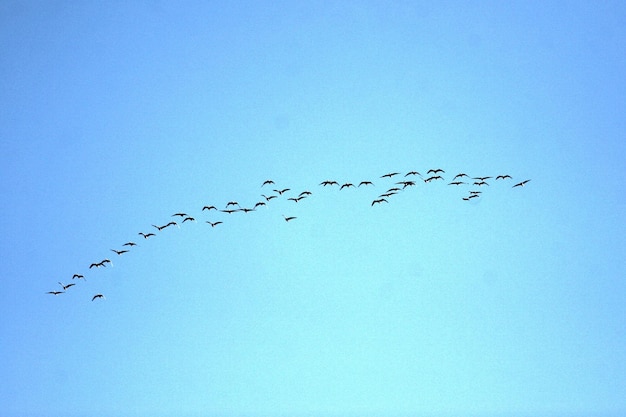 Photo low angle view of birds flying against clear blue sky