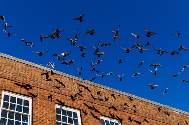 Low angle view of birds flying against clear blue sky