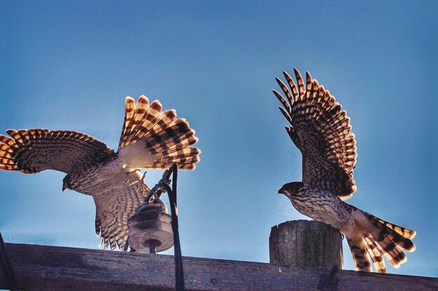 Low angle view of birds flying against clear blue sky