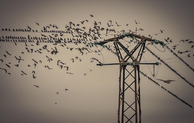 Photo low angle view of birds flying against clear sky during sunset