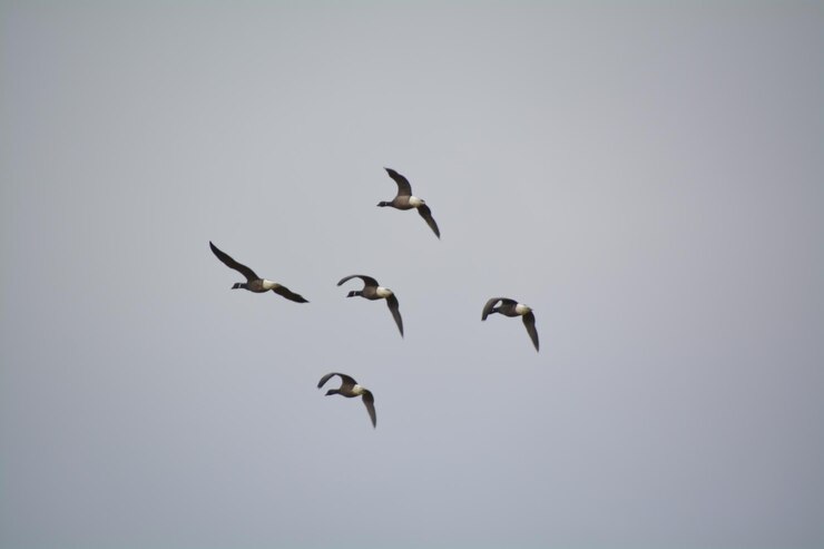 Photo low angle view of birds flying against clear sky