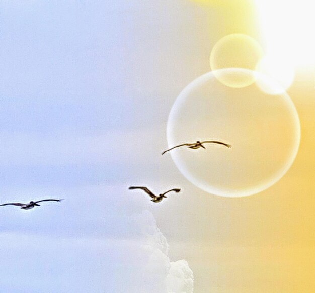 Low angle view of birds flying against clear sky