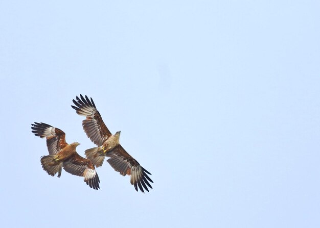 晴れた空に飛ぶ鳥の低角度の景色