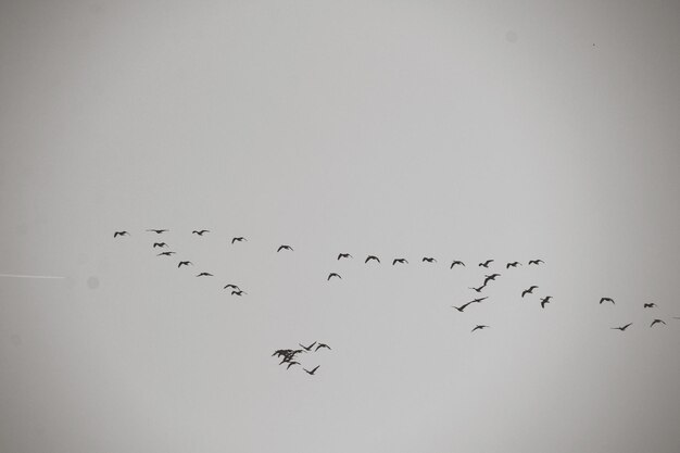 Photo low angle view of birds flying against clear sky