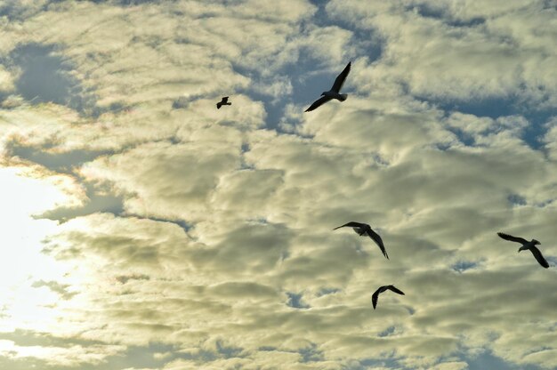 晴れた空に飛ぶ鳥の低角度の景色