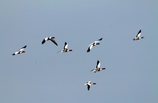 晴れた空に飛ぶ鳥の低角度の景色