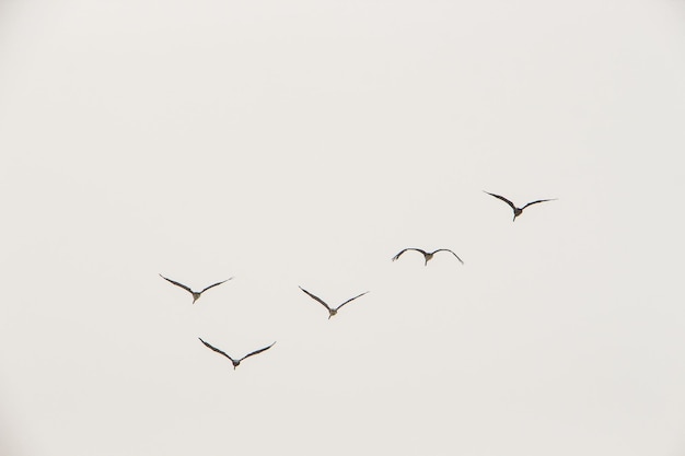 Foto vista ad angolo basso di uccelli che volano contro un cielo limpido