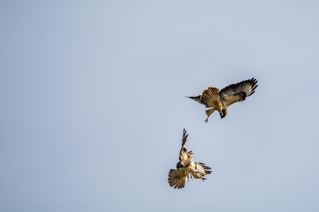 Foto veduta a bassa angolazione di uccelli che volano contro un cielo limpido
