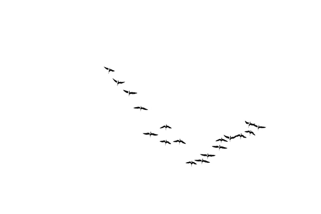 Photo low angle view of birds flying against clear sky