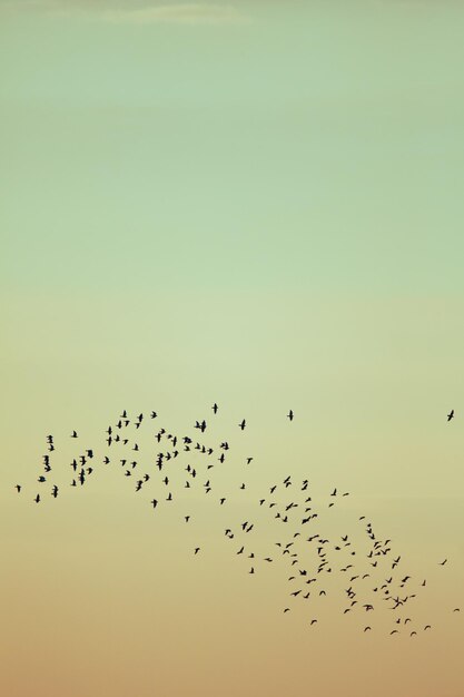 Foto vista ad angolo basso di uccelli che volano contro un cielo limpido