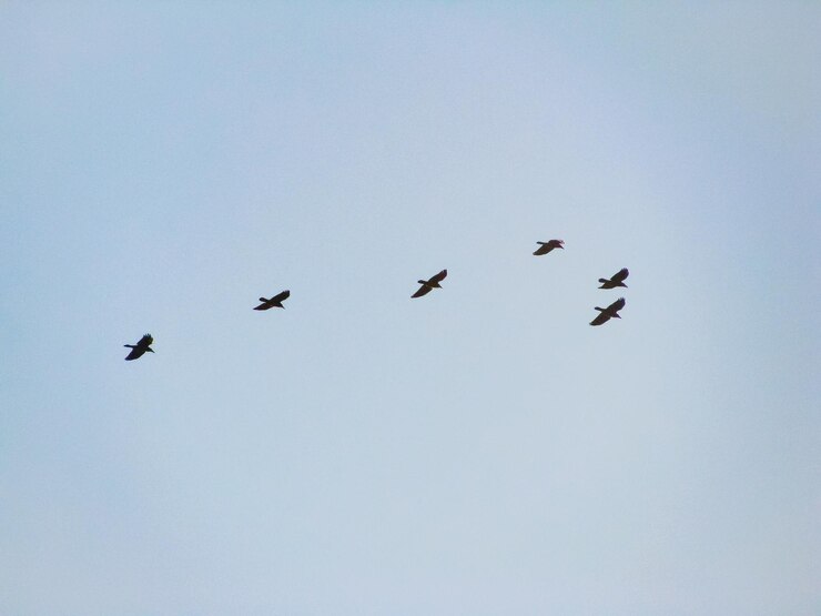 Photo low angle view of birds flying against clear sky