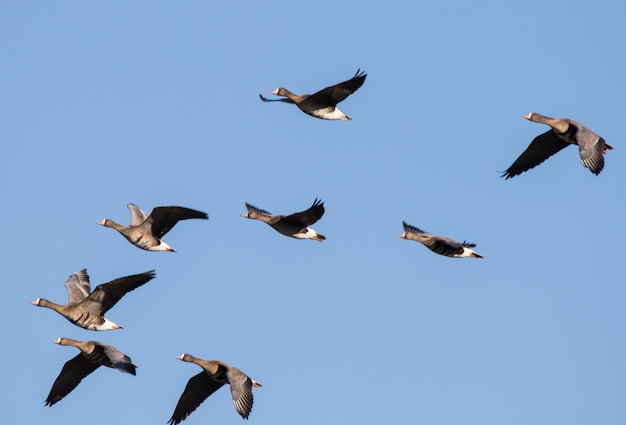 晴れた空に飛ぶ鳥の低角度の景色