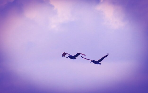 Low angle view of birds flying against cloudy sky