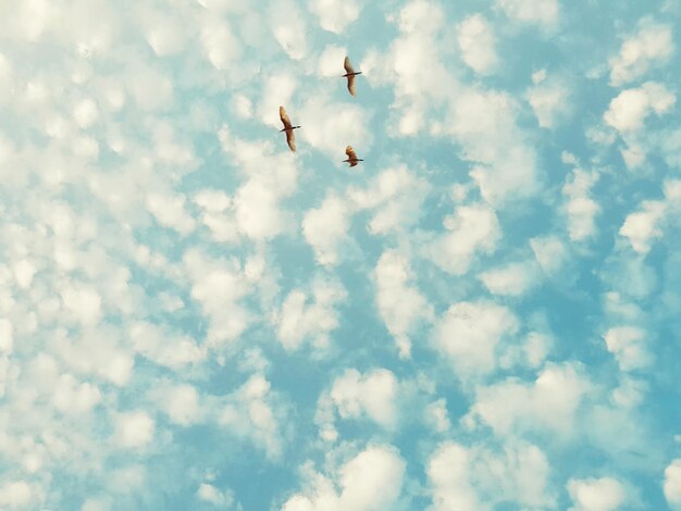 Photo low angle view of birds flying against cloudy sky