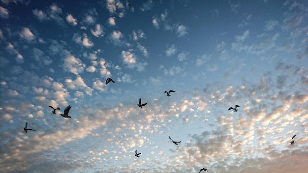 Photo low angle view of birds flying against sky