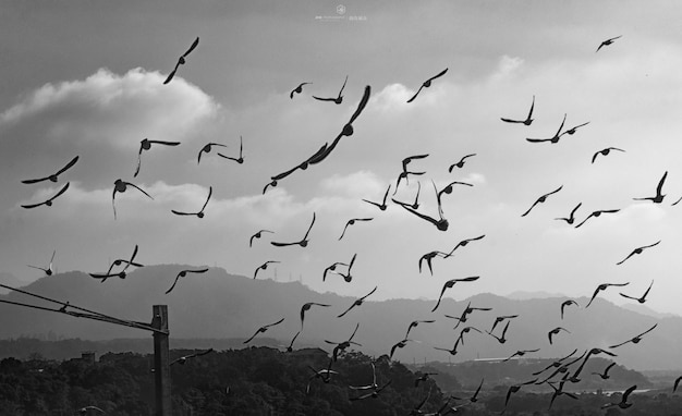 Foto vista ad angolo basso di uccelli che volano contro il cielo