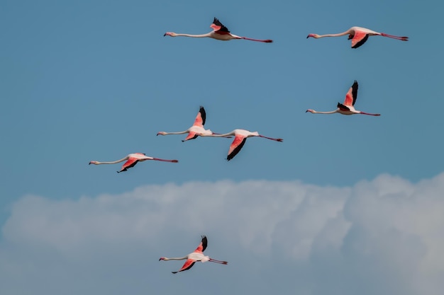 空に向かって飛ぶ鳥の低角度の景色