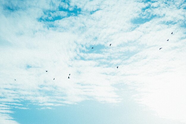 Photo low angle view of birds flying against sky