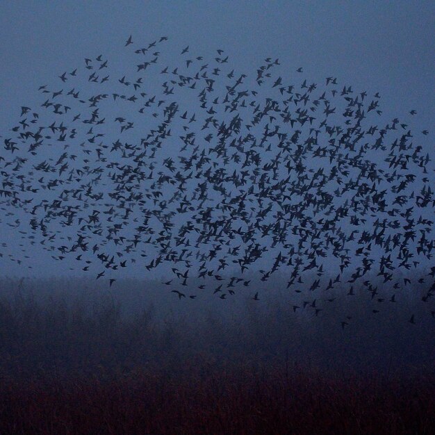 空に向かって飛ぶ鳥の低角度の景色