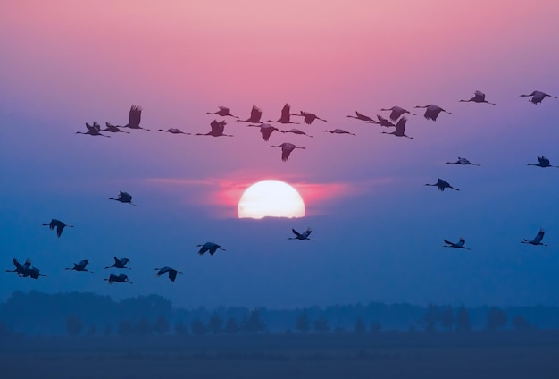 空に向かって飛んでいる鳥の低角度のビュー