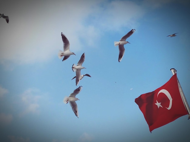 Low angle view of birds flying by turkish flag against sky