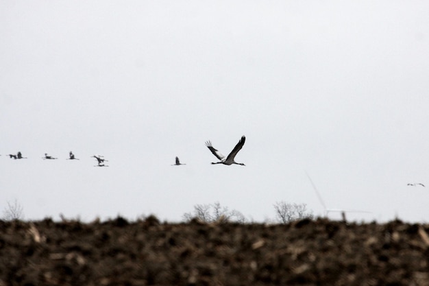 晴れた空で飛ぶ鳥の低角度の景色