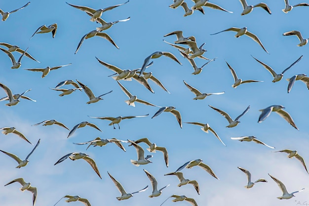 Photo low angle view of birds flying in the sky