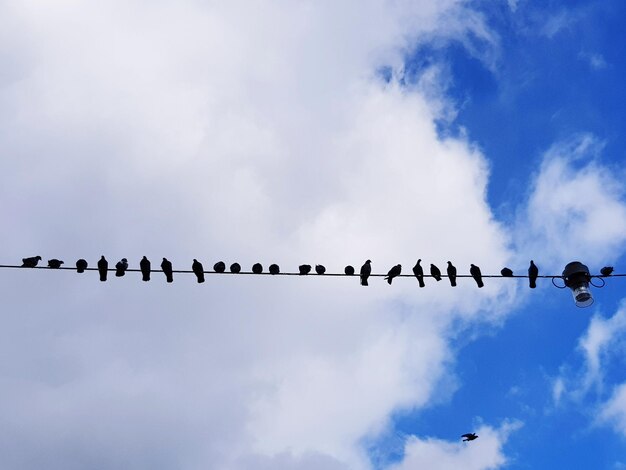 Foto vista ad angolo basso degli uccelli che volano nel cielo