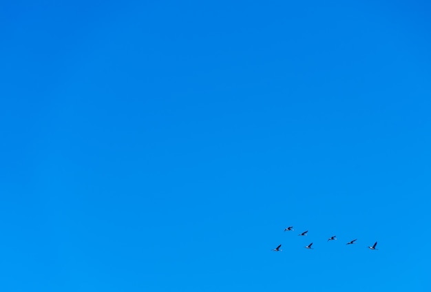 Photo low angle view of birds flying in sky