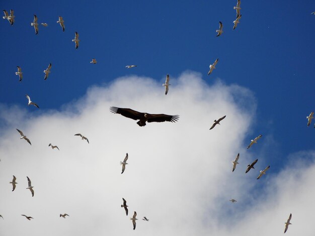 Low angle view of birds flying in sky