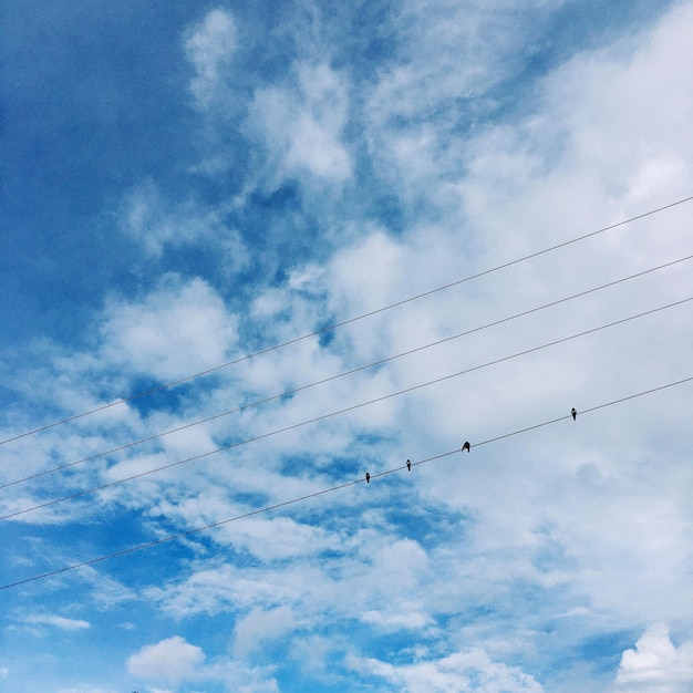 空を飛ぶ鳥の低角度の景色
